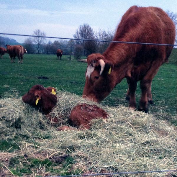 Hornfleisch Paket